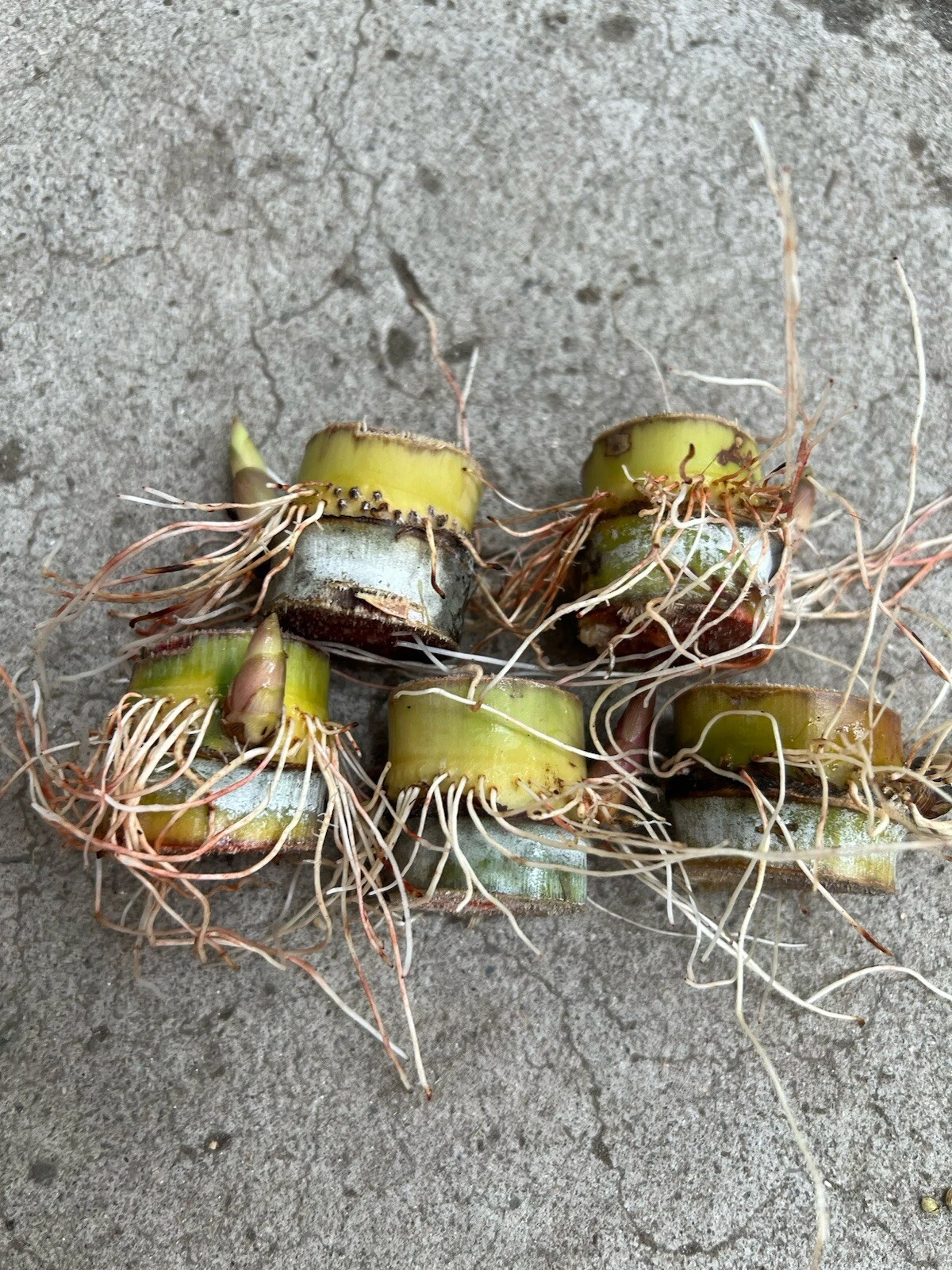 Sugarcane Rooted Cuttings Ready to Plant, Saccharum Officinarum Live Cane Starters for Garden or Container Set of 5