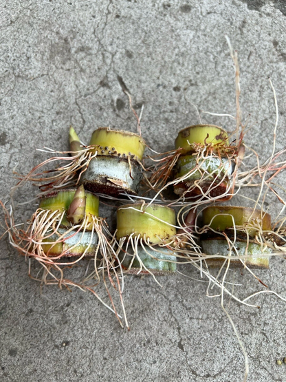 Sugarcane Rooted Cuttings Ready to Plant, Saccharum Officinarum Live Cane Starters for Garden or Container Set of 5