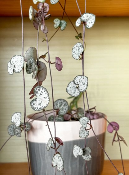 String of Hearts Unrooted Cuttings – 3 Strand Ceropegia woodii Trailing Houseplant Cuttings for Propagation