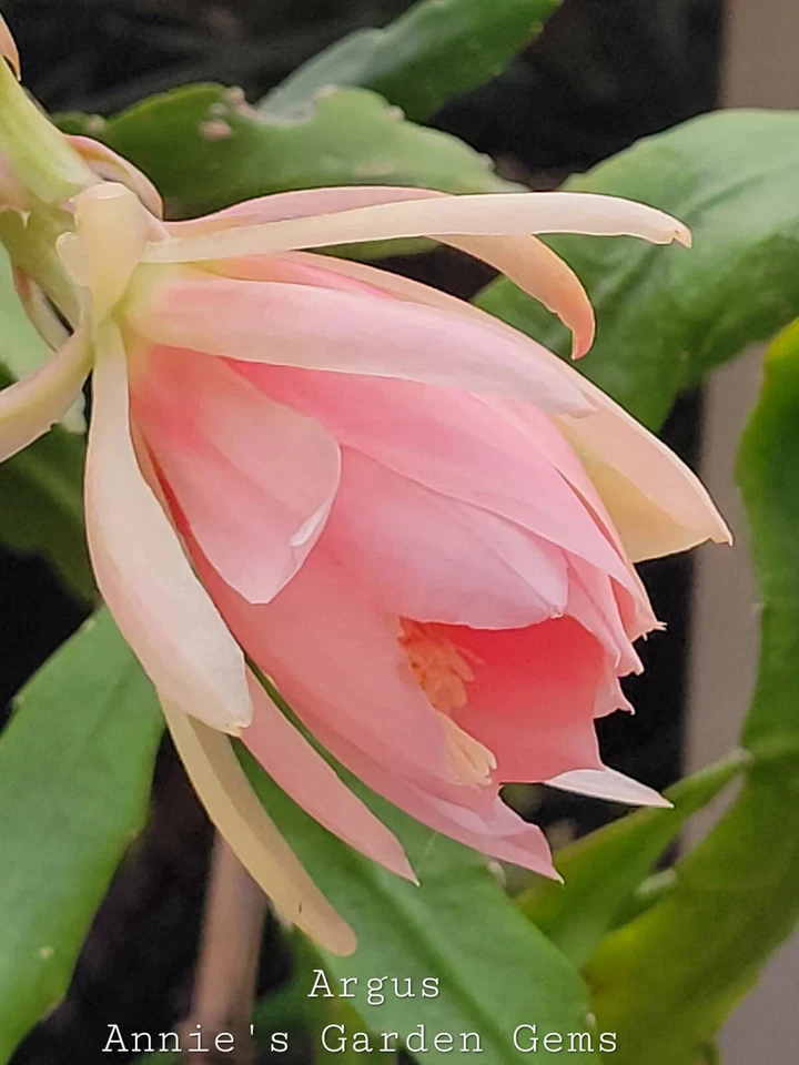 Unrooted Epiphyllum Argus Cuttings – Orchid Cactus Propagation Segments, 8-10 Inches, Trailing Green Stem, Perennial Plant