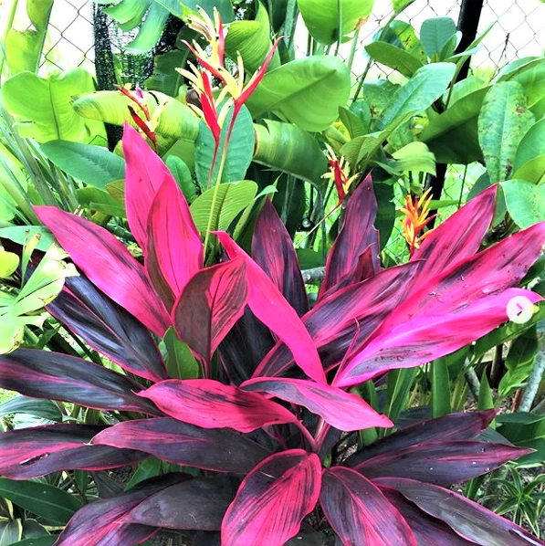 Red Siam Ti Plant Cutting – 8 Inch Cordyline fruticosa Live Tropical Foliage Plant for Indoor & Container Growing