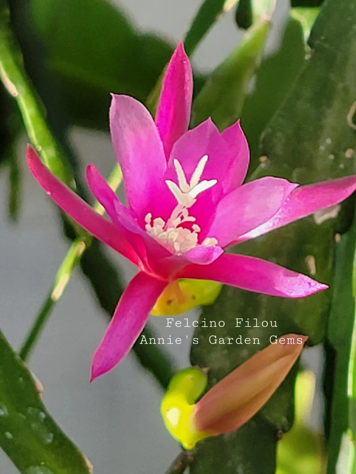 Epiphyllum Felcino Filou Unrooted Cuttings – 8-10 Inch Orchid Cactus Propagation Stems for Hanging Baskets