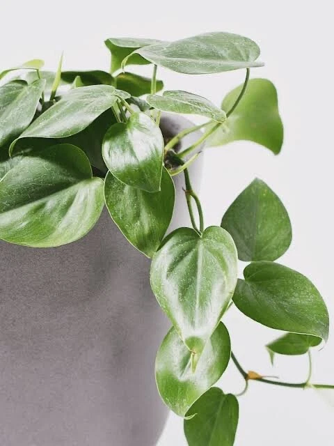 Philodendron Cordatum Heartleaf Cuttings 6–8 Inch Rooting Cuttings, Indoor Vine Houseplant Set of 4
