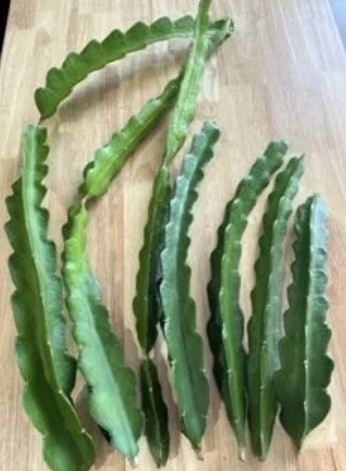 American Beauty Dragon Fruit Cuttings Set of 4 | Self-Pollinating Pitaya Plant Propagation | Hylocereus Selenicereus