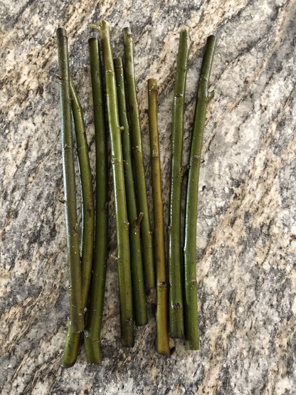 Austree Hybrid Willow Cuttings – 100 Unrooted Salix Cuttings for Rooting, Fast Growing Shade Tree