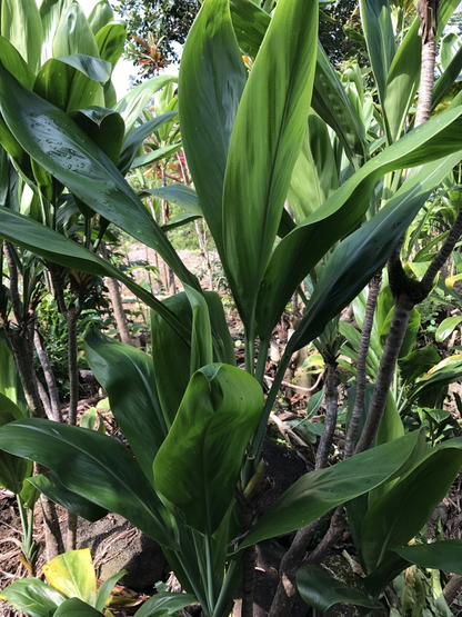 Hawaiian Green Ti Plant Cuttings 6 Inch, Cordyline fruticosa Starter Logs for Propagation Set of 50