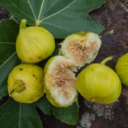 White Marseille Fig Cuttings – 2 Fresh Ficus Carica Cuttings for Propagation, Includes Willow Water