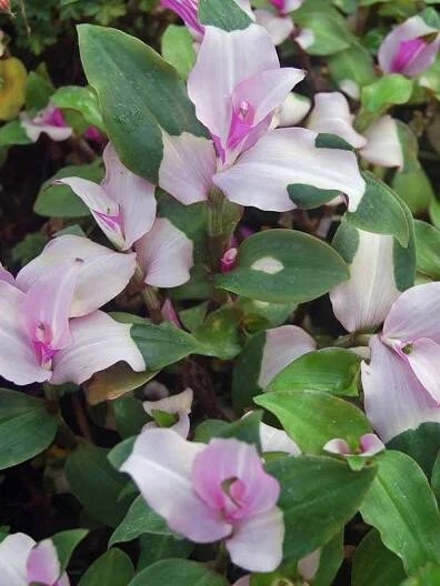 Wandering Jew Cuttings - Blushing Maiden Tradescantia × Andersoniana Unrooted Propagation Plant
