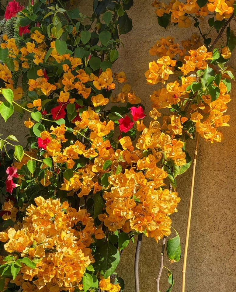 California Gold Bougainvillea Rooted Plants – Set of 2 Live Bougainvillea Vines Shipped Rooted, No Pot