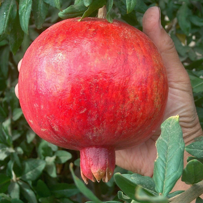 Wonderful Pomegranate Cuttings – Lot of 4 Tree Cuttings from Mature Plant, Punica Granatum for Propagation