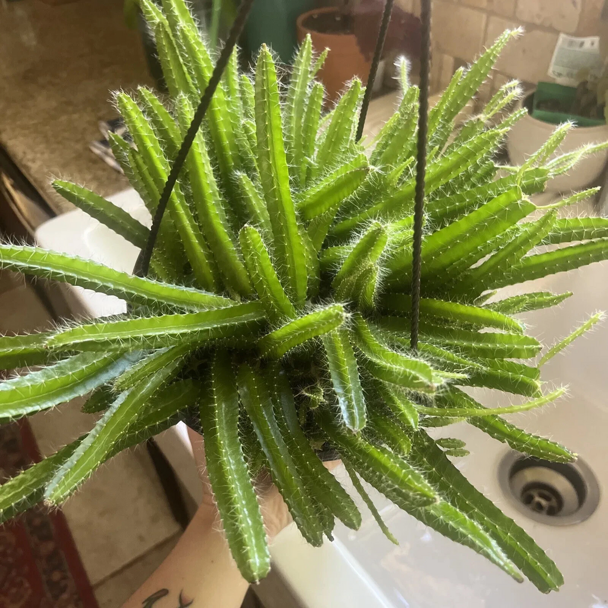 Unrooted Dog Tail Cactus Cuttings – 3 Trailing Succulent Clippings for Propagation – Aporocactus flagelliformis