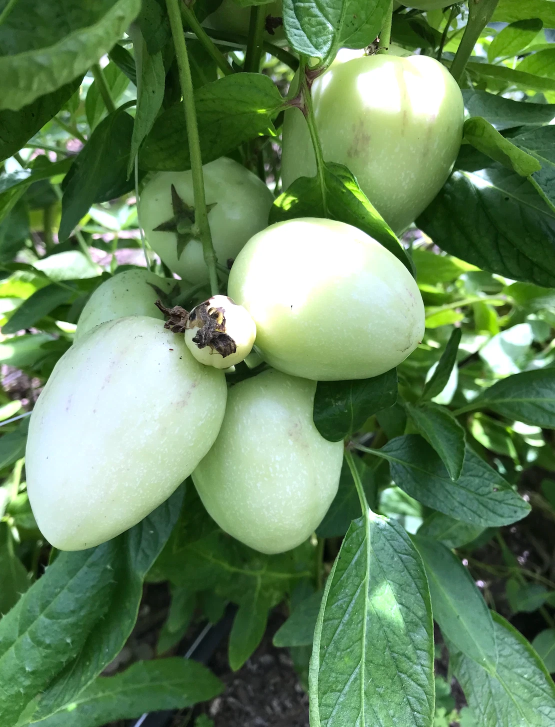 Pepino Melon 'Vista' Cuttings – 6 Live Rooted Solanum muricatum Sweet Cucumber Melon Plant for Garden or Container Growing