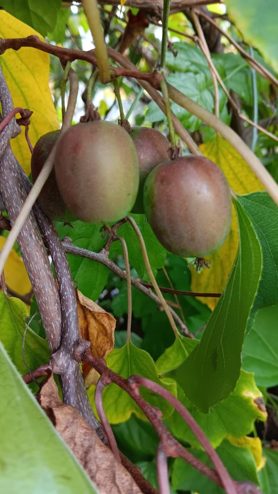 Hardy Kiwi Cuttings, Female Actinidia arguta Geneva, Organic Hardwood Vine Propagation, Cold Hardy Climbing Plant