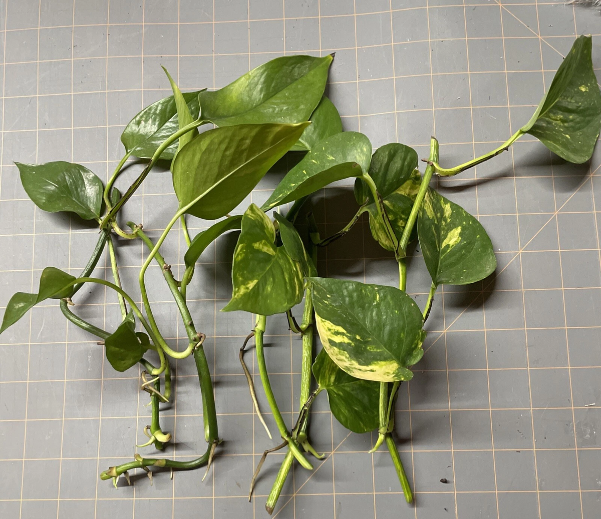 Golden Pothos Rooted Cuttings Set of 5 Live Epipremnum Aureum Houseplant for Indoor Growing