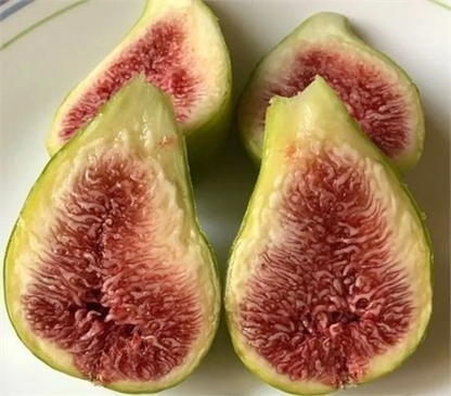 Dalmatie Fig Tree Cutting 8+ Inches Long with 3 Nodes, Hardy Fig Cutting for Rooting and Propagation