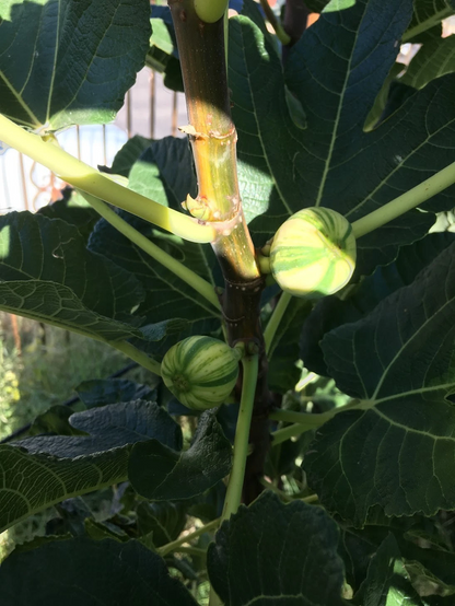 Bordissot Blanca Rimada Fig Tree Cuttings Unrooted, Ficus Carica Scions for Propagation and Grafting Set of 6