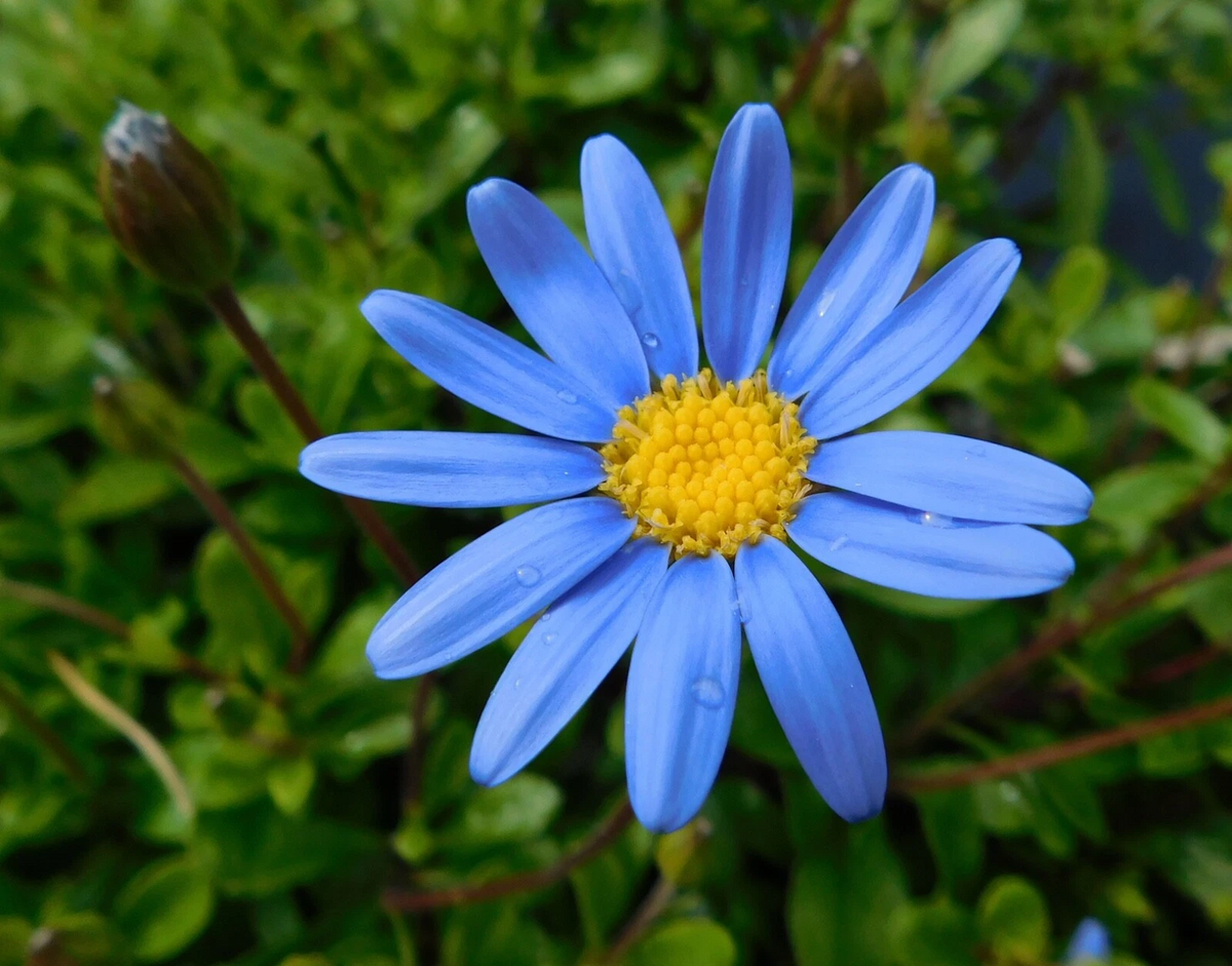 Felicia Blue Daisy Kingfisher Live Cuttings & Seeds - Ornamental Flower Plant Felicia amelloides