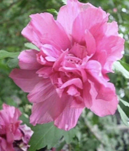 Double Pink Rose of Sharon Cuttings, Hibiscus syriacus, Unrooted Shrub Propagation Set of 3