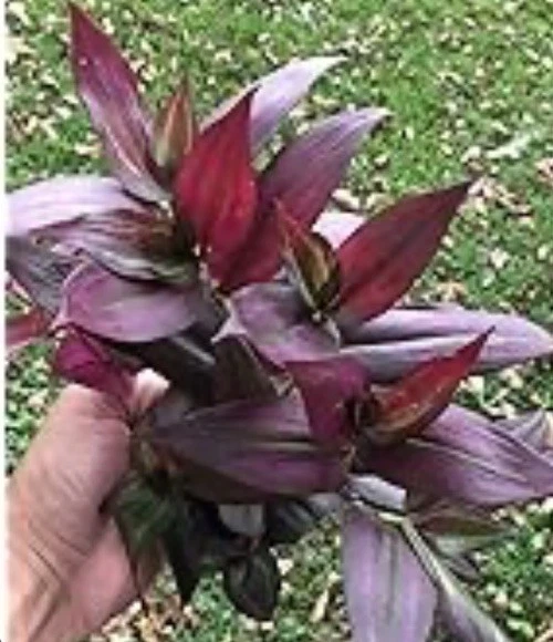 Tradescantia Red Gem Cuttings – 7 Live Unrooted Stems for Indoor Propagation, Red Purple Foliage, Wandering Jew, Perennial Houseplant