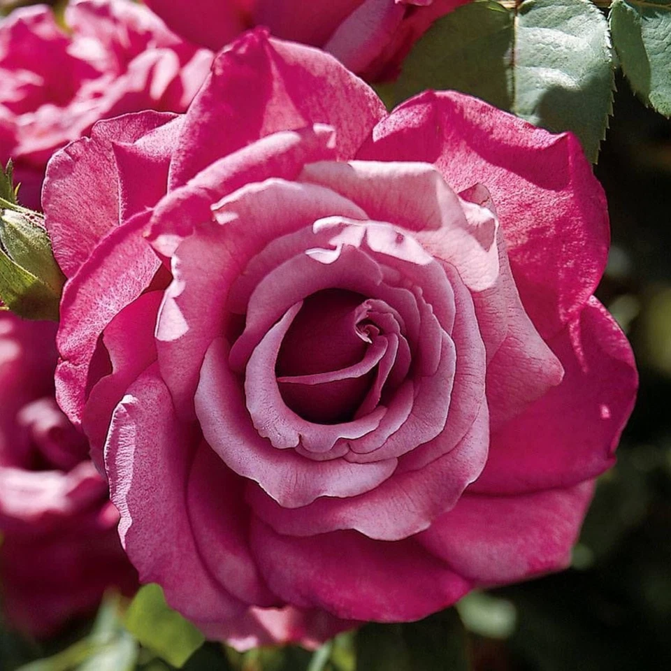 Heirloom Hybrid Tea Rose Cuttings Unrooted Mauve Blooms, Fresh Rose Stems for Propagation 5–8 Inch Set of 4