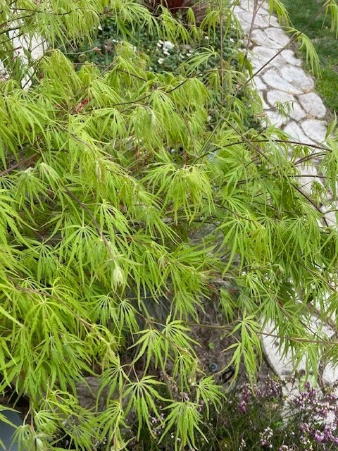 Japanese Maple Unrooted Cuttings – 6 Inch Acer palmatum Scions for Propagation, Grafting, Rooting Projects