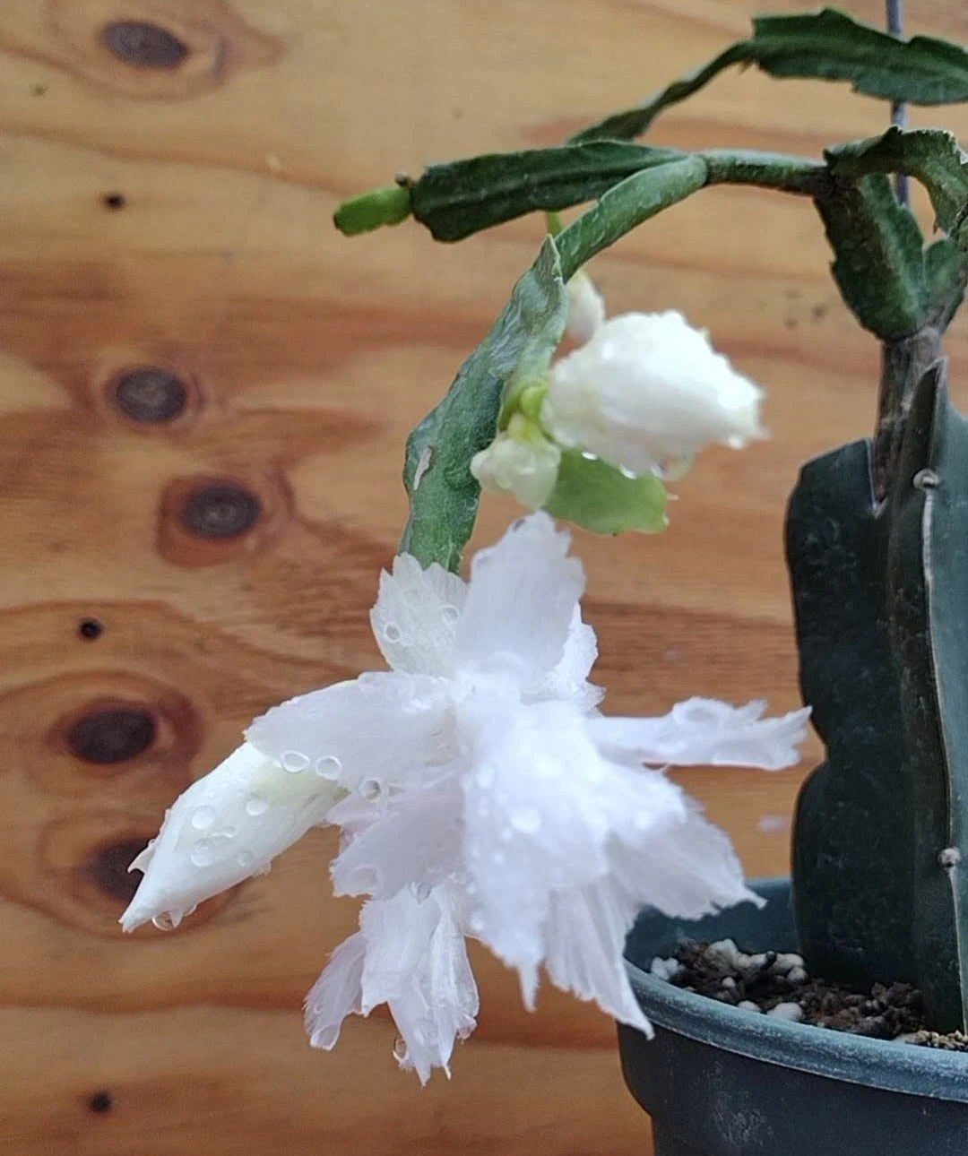 White Flamenco Schlumbergera Cuttings No Roots for Propagation, Thanksgiving Christmas Cactus Indoor Houseplant
