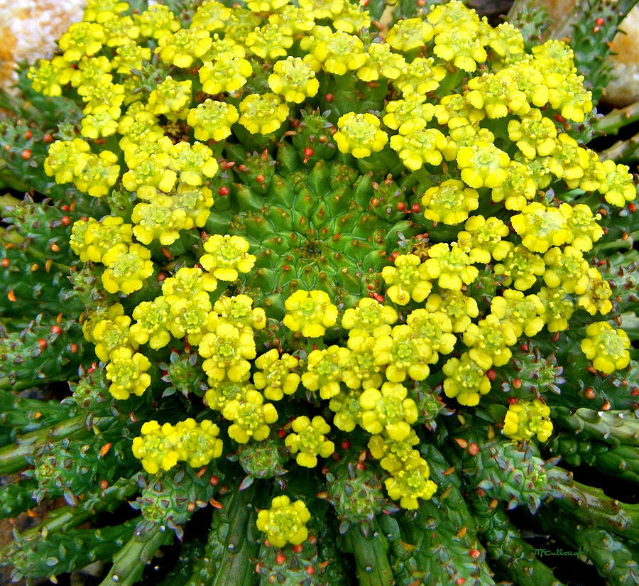 Euphorbia Flanaganii Caput Medusae Cutting – Rare Medusa Head Succulent, 5 Inch Unrooted Propagation Plant