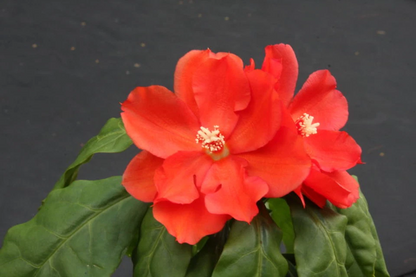 Pereskia Bleo Live Cactus Plant – Abrojo Rodocactus, Spiny Leaf Cactus in 4 Inch Pot, Tropical Succulent