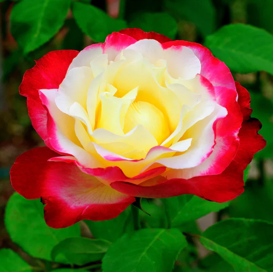 Double Delight Rose Live Plant – Hybrid Tea Bi-Color Fragrant Garden Rose, 5–8 Inch Tall, Bare Root, Outdoor Plant