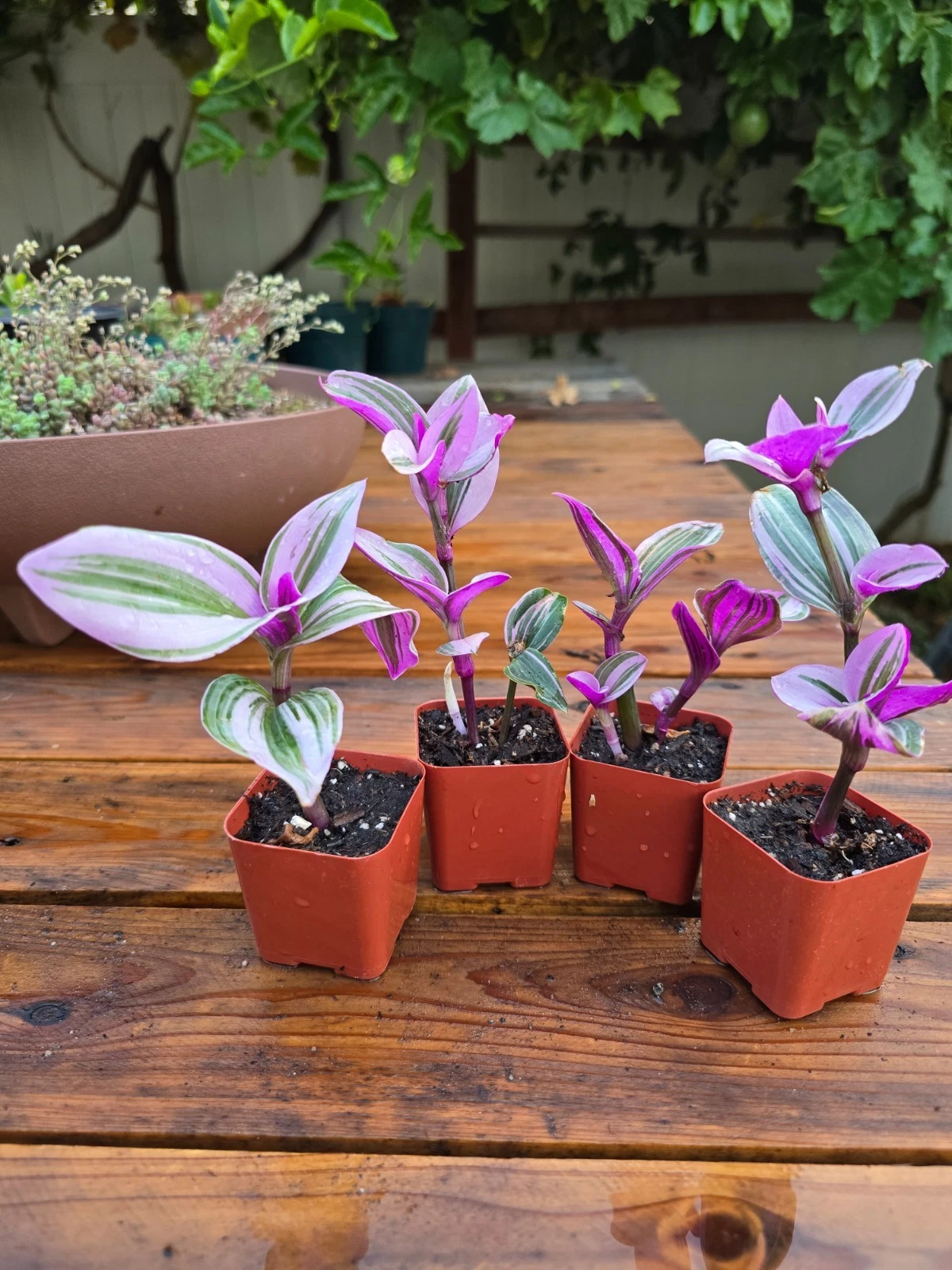 Pink Tradescantia Nanouk Live Plants – 2 Rooted Indoor Houseplants in 2-Inch Pots, Variegated Wandering Jew, Tropical Foliage Houseplant