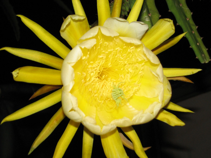 Yellow Skin Dragon Fruit Cutting – Epiphyllum Cactus Cutting, Hylocereus megalanthus Live Tropical Plant