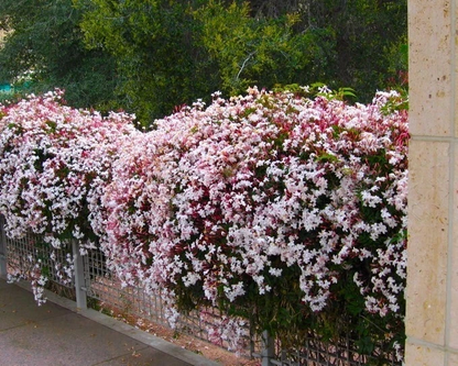 Pink Jasmine Live Starter Plant – Rooted Jasminum Polyanthum Flowering Vine for Garden or Container