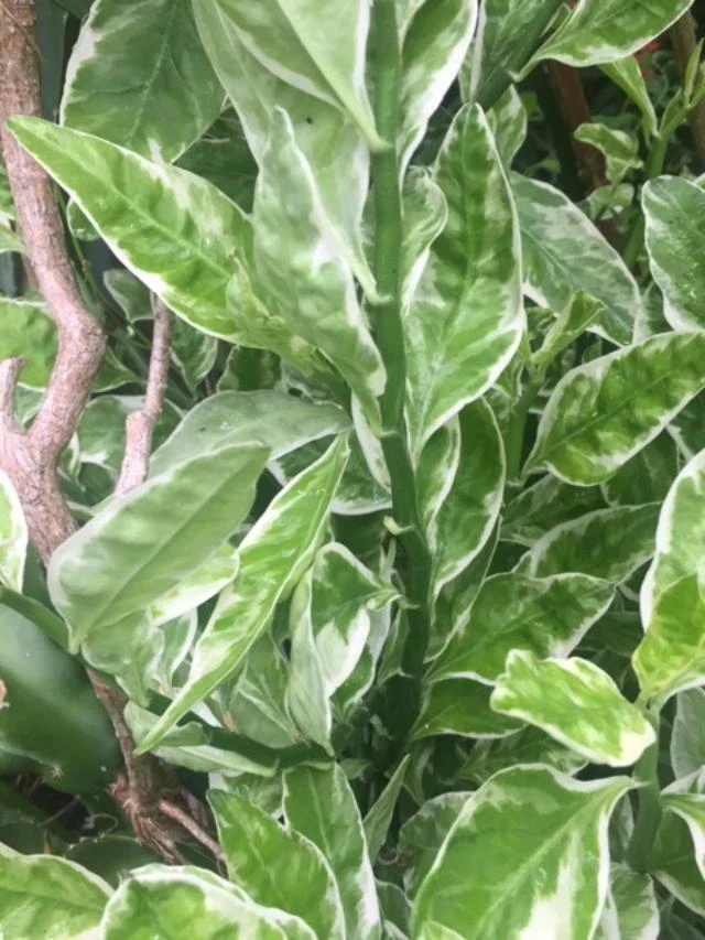 Devil’s Backbone Variegated Euphorbia Cuttings Set of 6 with 1 Rooted Plant, Euphorbia tithymaloides Houseplant
