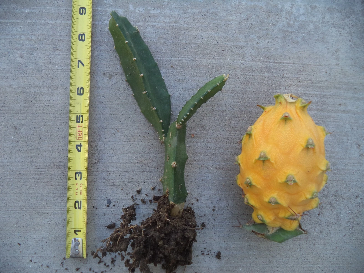 Yellow Dragon Fruit Plant – Rooted and Sprouted Live Pitaya, 6 to 8 Inch Young Selenicereus Plant Ready to Grow