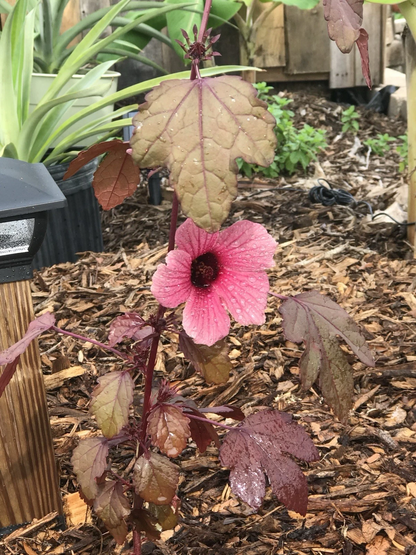 Cranberry Hibiscus Cuttings – Hibiscus Acetosella Live Plant Cuttings for Garden Propagation
