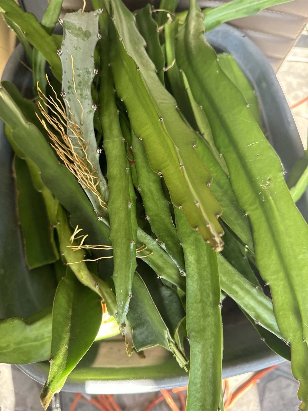 Dragon Fruit Cuttings 26-36 Inches Unrooted Pitaya Cactus for Propagation Tropical Fruit Plant