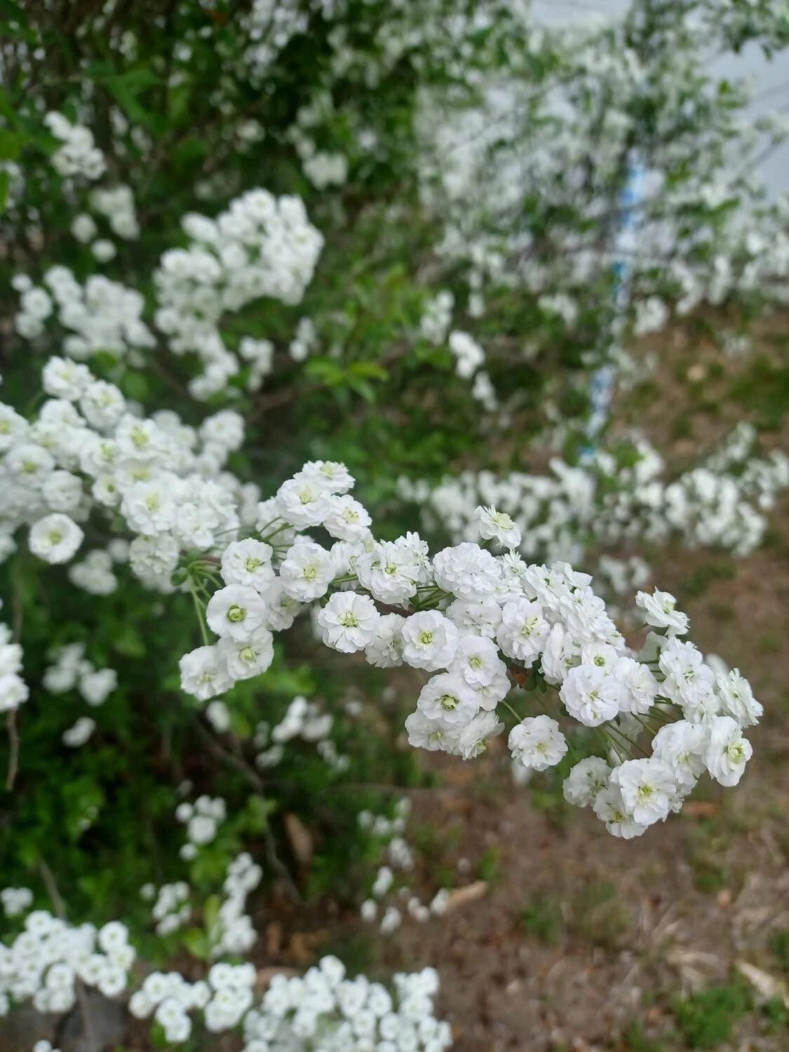 Bridal Wreath Spirea Cuttings Unrooted, Flowering Shrub Propagation Stems for Garden Bush Set of 10