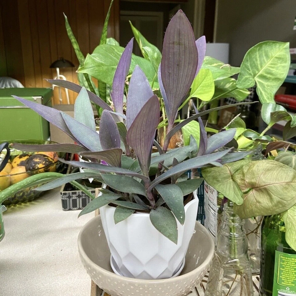Tradescantia Pallida Purple Heart Live Unrooted Cuttings – Purple Queen Trailing Houseplant (3 Cuttings)