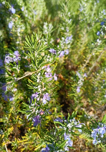 Organic Rosemary Cuttings – 12 Pack Live 10" Herb Stems, Salvia rosmarinus Starts for Growing, Fragrant Culinary Garden Plant