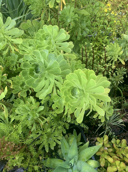 Green Tree Aeonium Cuttings – Live Aeonium arboreum Succulent Cuttings for Propagation