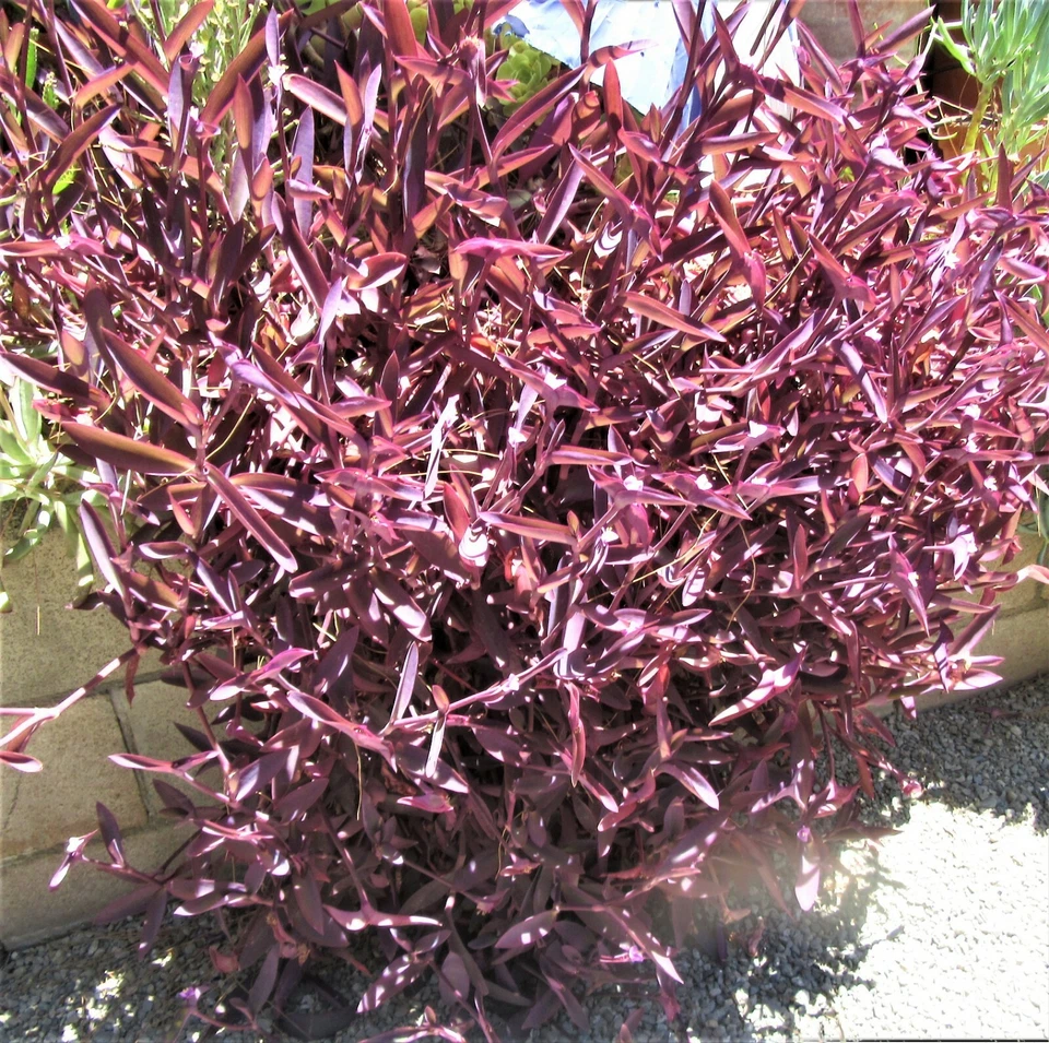 Purple Heart Cuttings – 8 Unrooted Tradescantia Pallida Purpurea Cuttings, Purple Trailing Perennial for Propagation
