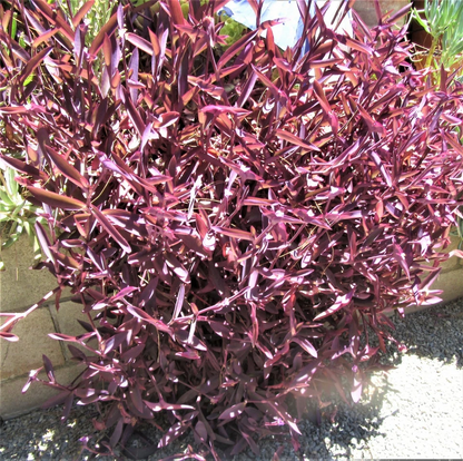 Purple Heart Cuttings – 8 Unrooted Tradescantia Pallida Purpurea Cuttings, Purple Trailing Perennial for Propagation
