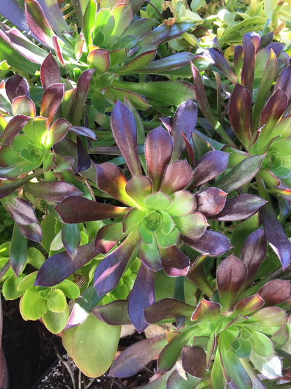 Bicolor Aeonium Cuttings for Planting – 3 Large Unrooted Aeonium Succulent Rosettes, Ornamental Houseplant