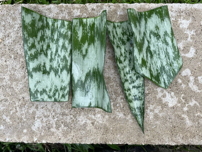 Sansevieria Snake Plant Starter Leaf Cuttings, Dracaena Trifasciata Live Houseplant for Indoor Propagation Set of 6