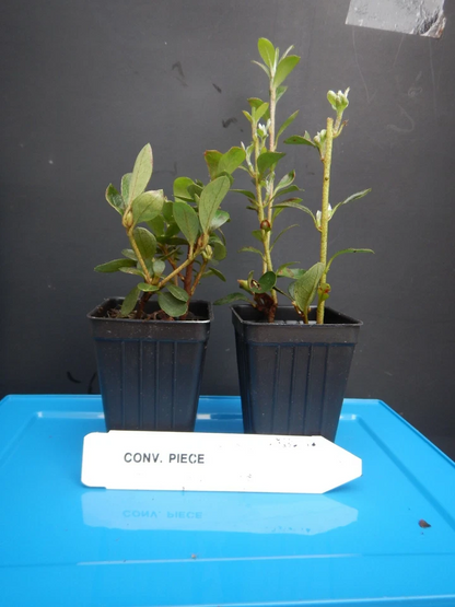 Azalea Rhododendron Starter Plant – Live Flowering Shrub with Multicolor Blooms