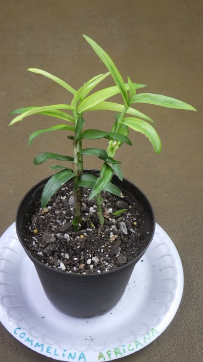 Commelina Africana Cuttings – Yellow Spiderwort House Plant Cuttings, Live Trailing Plant for Indoor Growing