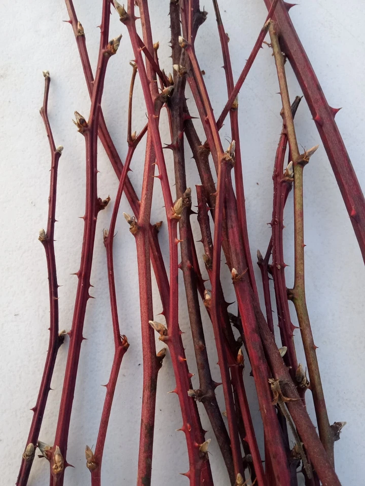 Blackberry Plant Cuttings – 15 Live Two-Year-Old Bramble Canes, Cold Hardy Rubus spp. Fruit Vine for Home Gardens