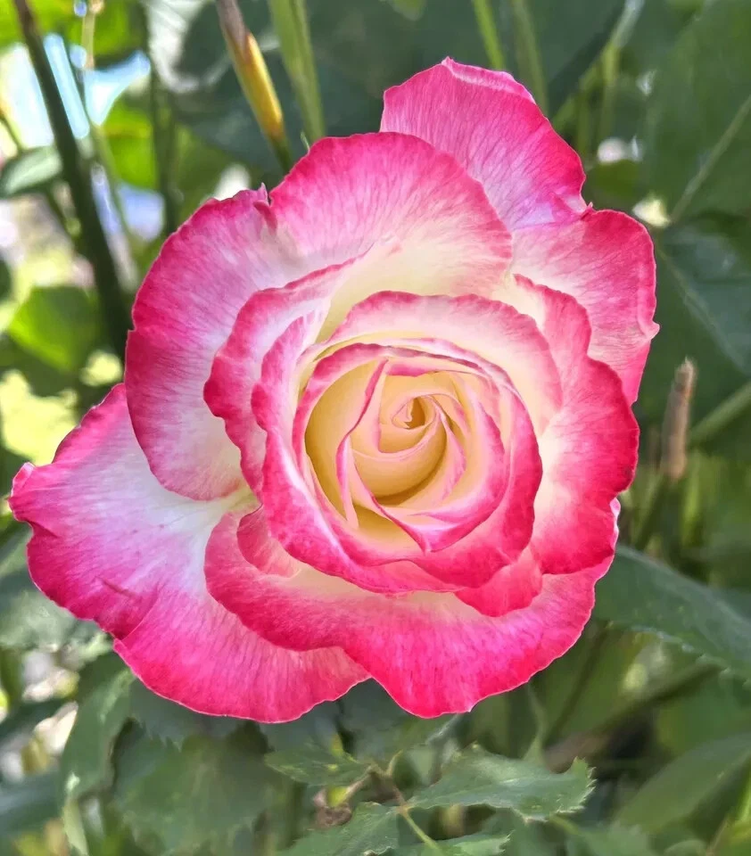 Double Delight Rose Cuttings Set of 5 – Fragrant Bicolor Hybrid Rose Stems for Propagation and Garden Planting