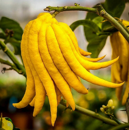 Buddhas Hand Fingered Citron Tree Live Plant – 12–15 Inch Tall Citrus medica, 5 Inch Potted Tree
