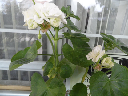 Pelargonium Zonal Geranium Americana White Cuttings for Planting – 5 Unrooted Stems 4–5 Inch